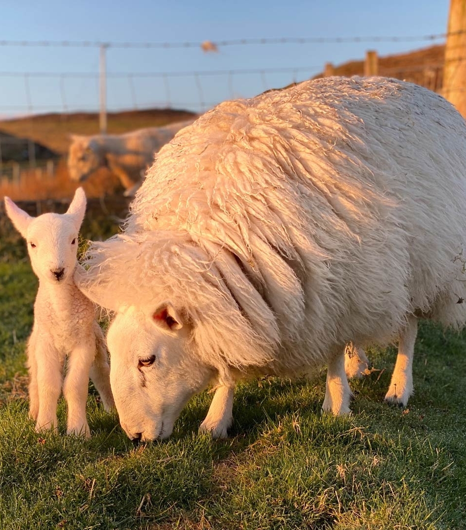 SkyeWeavers's tweet photo. From abandoned lamb to teenage mum ... Read the story of the amazing Maisie the Sheep in our blog: https://t.co/E4pAUbGO5z #WoolWeek #lovesheep #skyewool https://t.co/mi9KLiQqB0