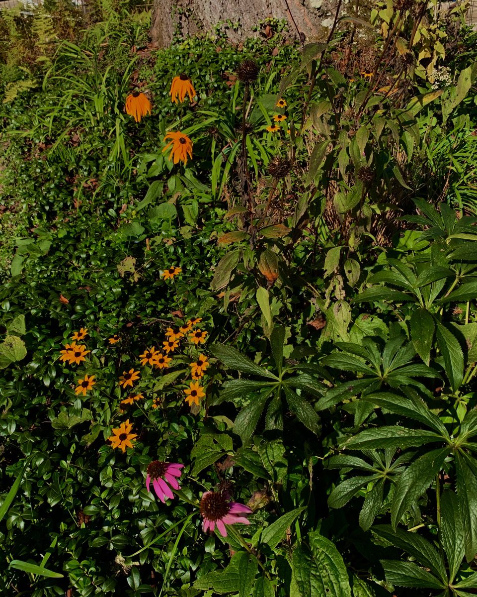 Wolves19671's tweet photo. The fall flowers have been outstanding this year. Besides the cosmos, the Astors and Montauk daisies have been super colorful. 

We’ve had a number of early blooming flowers come back: heliopis and Ekkabechia come back (which is never seen before!)

#fall colors
#wildflower https://t.co/9vvNWhnLcH