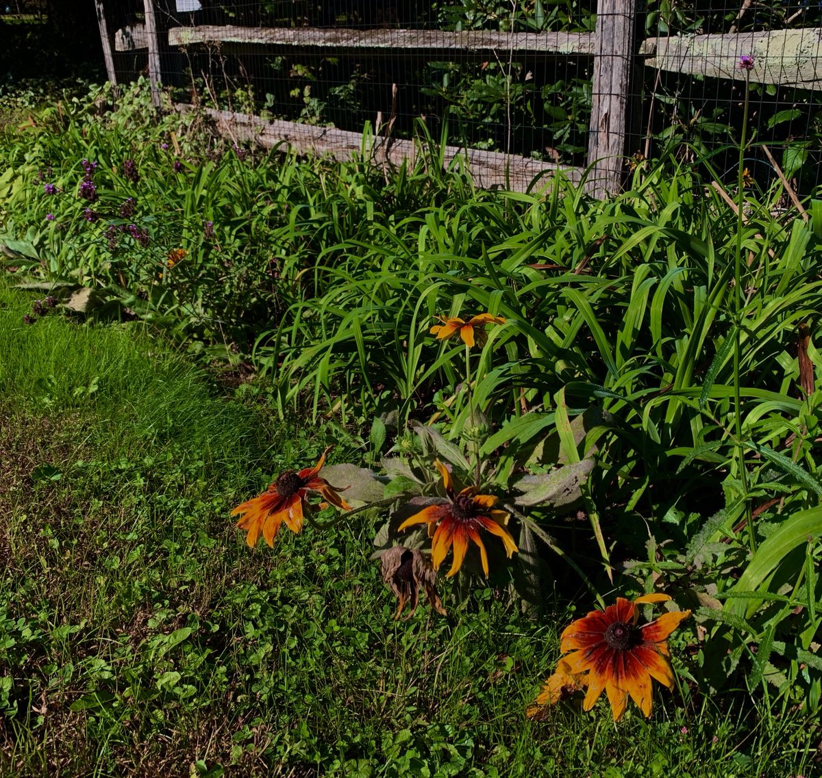 Wolves19671's tweet photo. The fall flowers have been outstanding this year. Besides the cosmos, the Astors and Montauk daisies have been super colorful. 

We’ve had a number of early blooming flowers come back: heliopis and Ekkabechia come back (which is never seen before!)

#fall colors
#wildflower https://t.co/9vvNWhnLcH