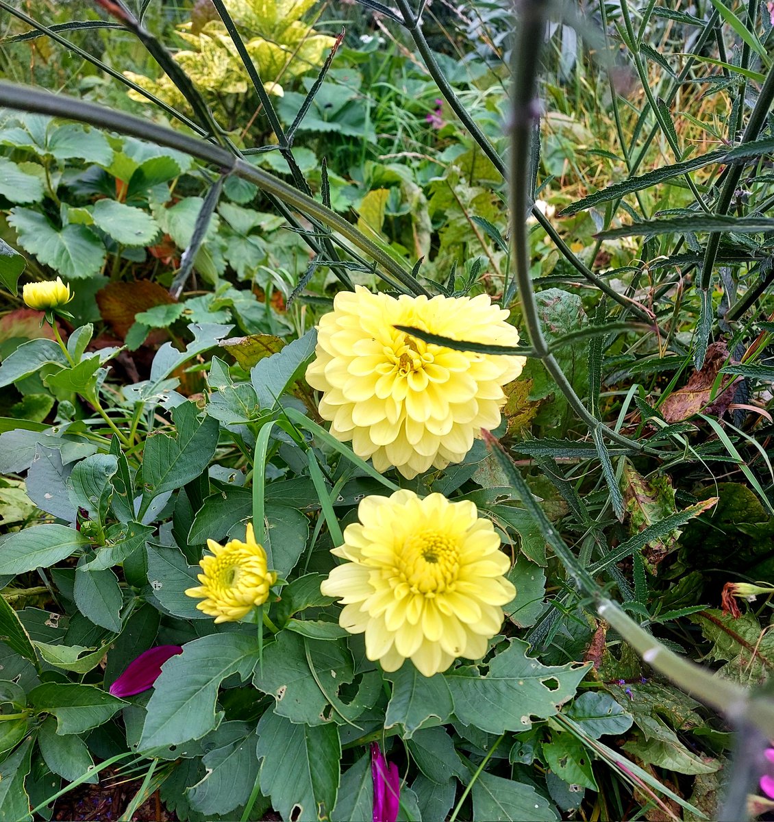 pearsebrospark's tweet photo. Some of the lovely #flowers in bloom in our #tinypark https://t.co/fJCgmWWuQm