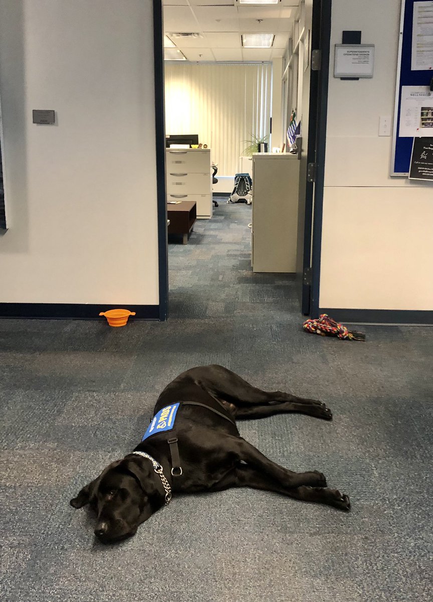HowardTranYVR's tweet photo. Look who I found keeping watch in front of my office. Zen is the 1st accredited facility dog assigned to a BC police dept. to work internally, supporting #mentalwellness of police employees, sworn and civilian professionals in #VPD. U have to get pass Zen today. #worksfortreats https://t.co/4oBOFFUOC4