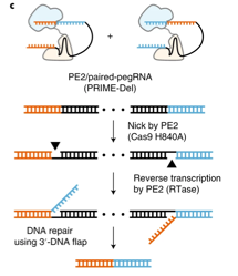 JShendure's tweet photo. Happy to be a part of what is apparently Prime Editing day :). Our latest, PRIME-DEL, conceived and reduced to practice by @_Choi_Junhong and @wchenomics, leverages paired prime editing guide RNAs to essentially 'program' precise genomic deletions.  1/4
https://t.co/ZmpQp3rMdo https://t.co/AVgAwSq0Rd