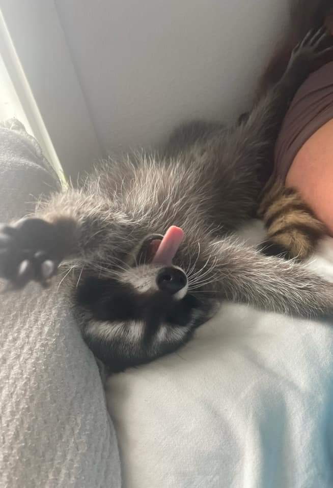 It's a <a href="/genesimmons/">Gene Simmons</a> racoon!