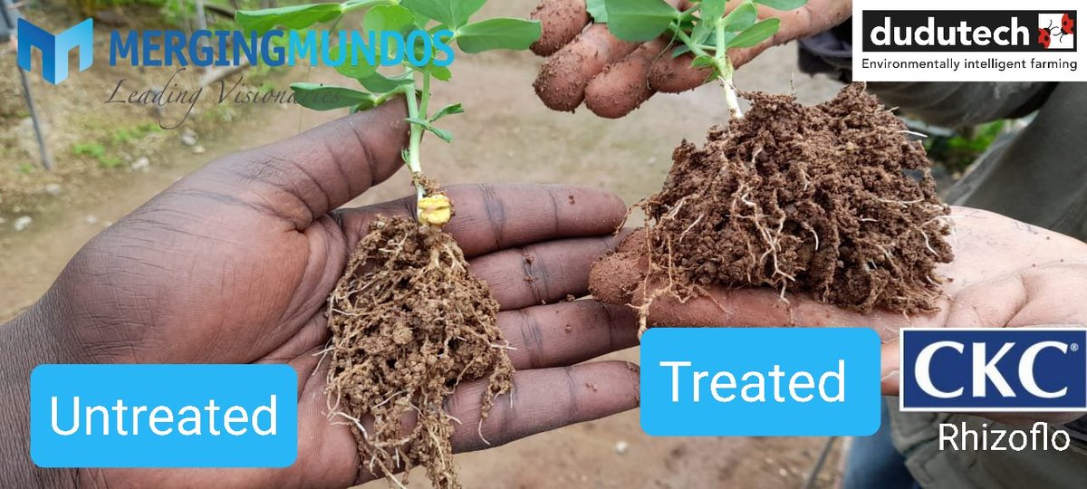 #WorldFoodDay2021
It is #MergingMundos commitment to have an #Africa hunger FREE. 
Adoption of bio-technology is paramount to achieve the goal. 
#MergingMundos makes sure that affordable technology is available to every farmer in #Kenya &amp; #Africa.