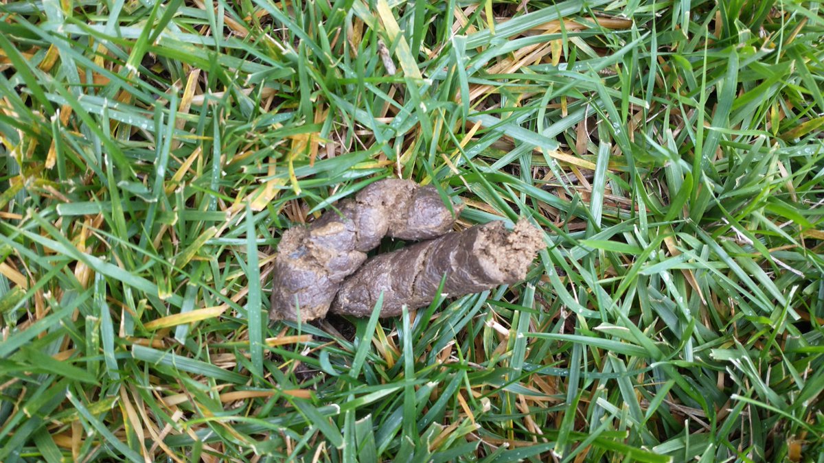 VioletPoops's tweet photo. Yesterday morning and this morning.

#violet #poop #colonhealth #fiber https://t.co/YknAfwz68N