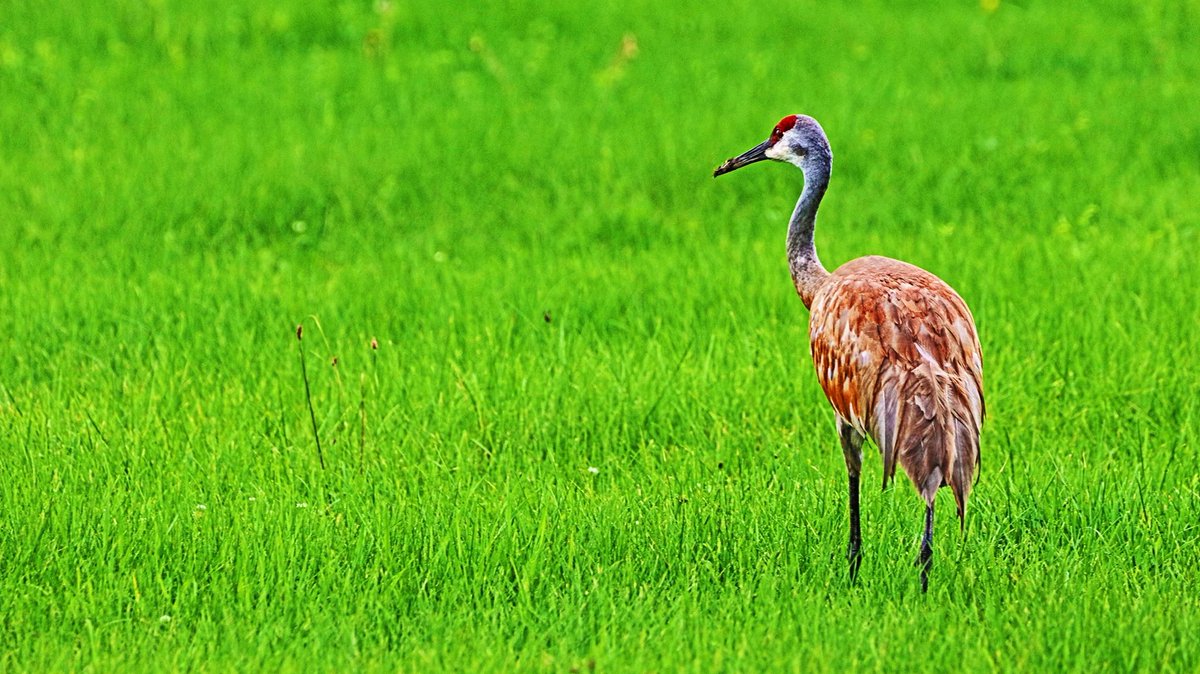 WillCoForests's tweet photo. Did you know sandhill cranes are named for the Sandhills region of Nebraska, formed decades ago by blowing sand? The sandy hills are now covered with grass and other vegetation. (Photo courtesy of Charles Savare) https://t.co/g8zeoxxvHa