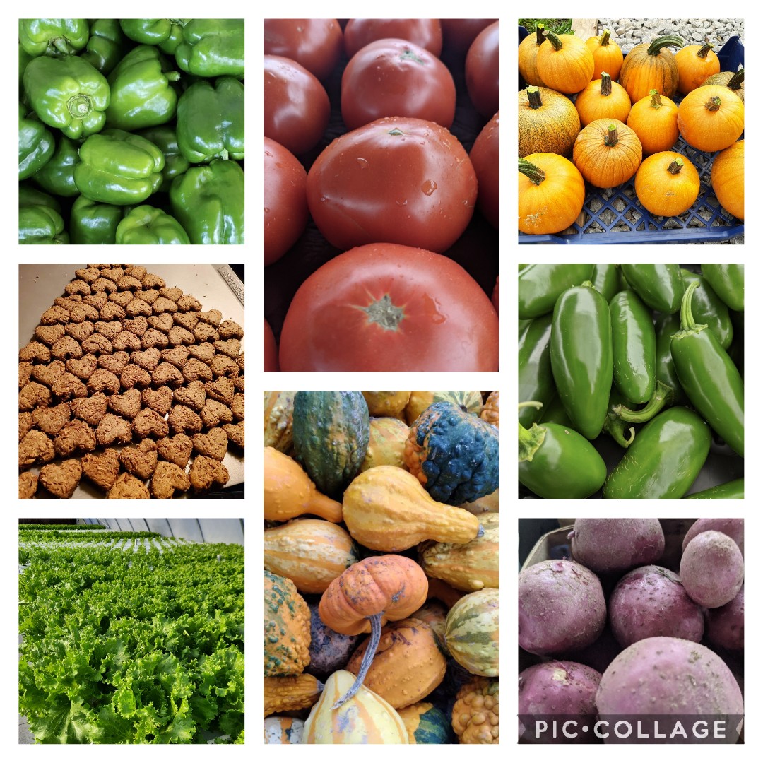 We've got just three Saturdays left this season!   This weekend we plan to have Lettuce, Tomatoes, Garlic, Gourds, Green Beans, Pumpkins, Peppers, Okra, Potatoes, Pork, Beef, Pet treats, and Whole Wheat Flour.

We're open Wednesday and Saturday mornings, 9-12. Come see us! 😃