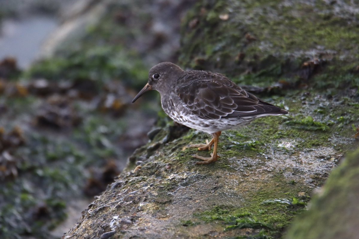 Turnstone, starling and purple sandpiper from a lovely walk around my local beach this morning!
#NaturePhotography #youngbirder