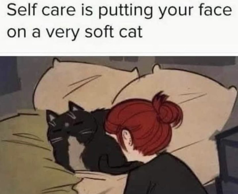 WholesomeMemes (@wholesomememe) on Twitter photo 