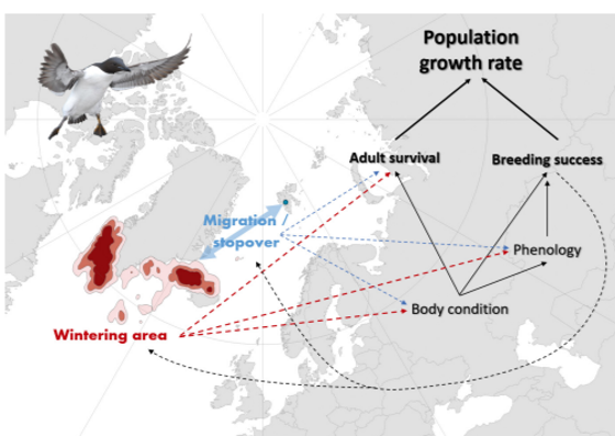 Kyle Elliott (@arcticecology) on Twitter photo Interested in the non-breeding behaviour of North Atlantic seabirds?
Impressive Theme Session out today "Non-breeding distribution and movements of North Atlantic seabirds" with 12 papers and 60+ authors. <a href="/MEPS_IR/">Marine Ecology Progress Series (MEPS)</a>
int-res.com/abstracts/meps… Interested in the non-breeding behaviour of North Atlantic seabirds?
Impressive Theme Session out today "Non-breeding distribution and movements of North Atlantic seabirds" with 12 papers and 60+ authors. <a href="/MEPS_IR/">Marine Ecology Progress Series (MEPS)</a>
int-res.com/abstracts/meps…