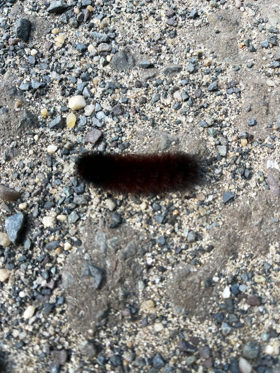 Just found this guy on a service road through the course. What’s the prediction on winter? Is he all black or is there some faint orange in there?? More black = harsh winter.