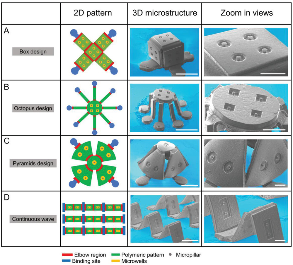 UBengineering's tweet photo. #UBuffalo engineers develop new method – inspired by kid’s pop-up books – for making 3D artificial tissue. Could help improve experimental drug testing, artificial organs &amp; more: https://t.co/4GjnUMlZ1r https://t.co/ETq0tM0LoD