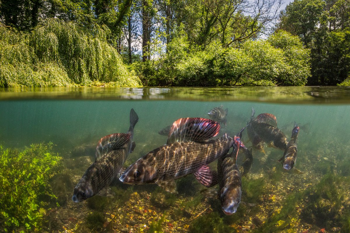 We say our #chalkstreams are our Barrier Reef, yet we are still using them as sewers and rubbish tips. Could new #ChalkStreamStrategy be the watershed moment? @pow_rebecca @TonyJuniper @EmmaHowardBoyd @WCL_News @CaBAtweets catchmentbasedapproach.org/learn/chalk-st… Pics @paul_colley 💔💙