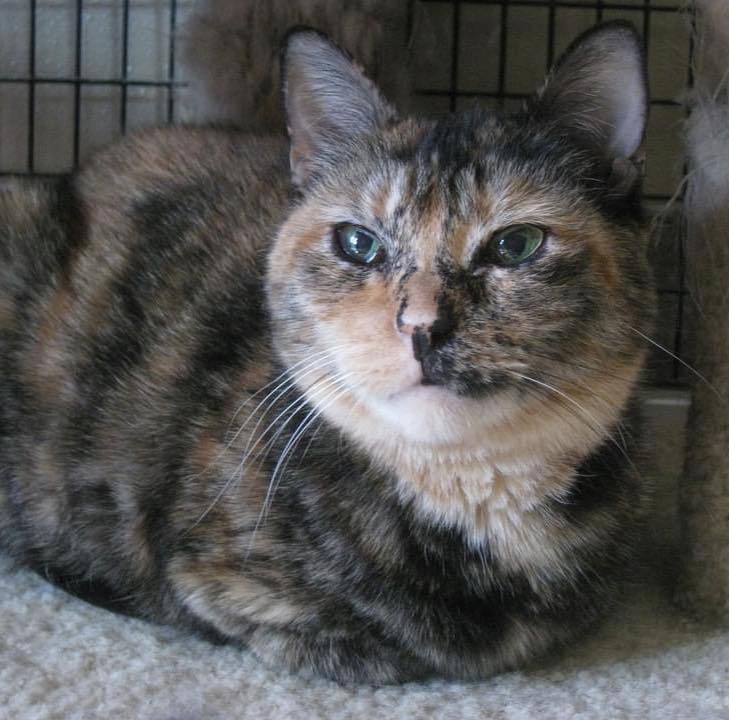 Happy Tails Pet Sanctuary tweet media