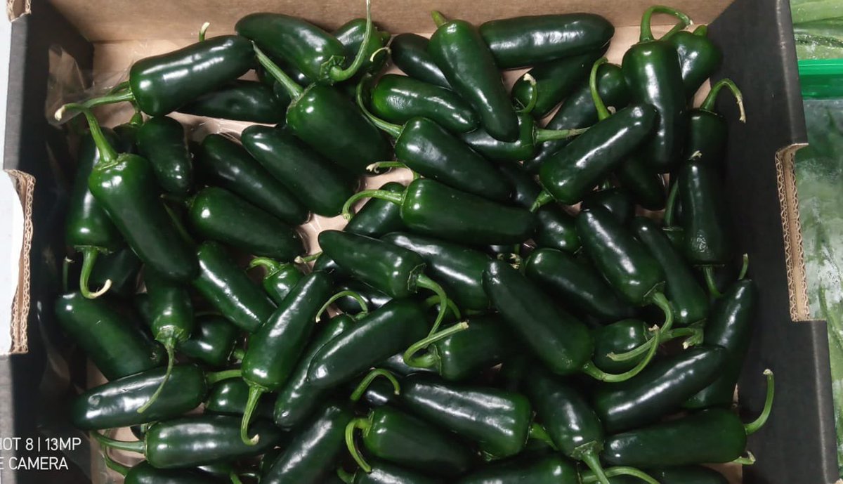 corefresh1's tweet photo. #GreenJalapeno New Season just started , regular arrivals to CoreFresh from #Morocco 
Email us for more details Sales@corefresh.co.uk https://t.co/NyEmDHLP3L