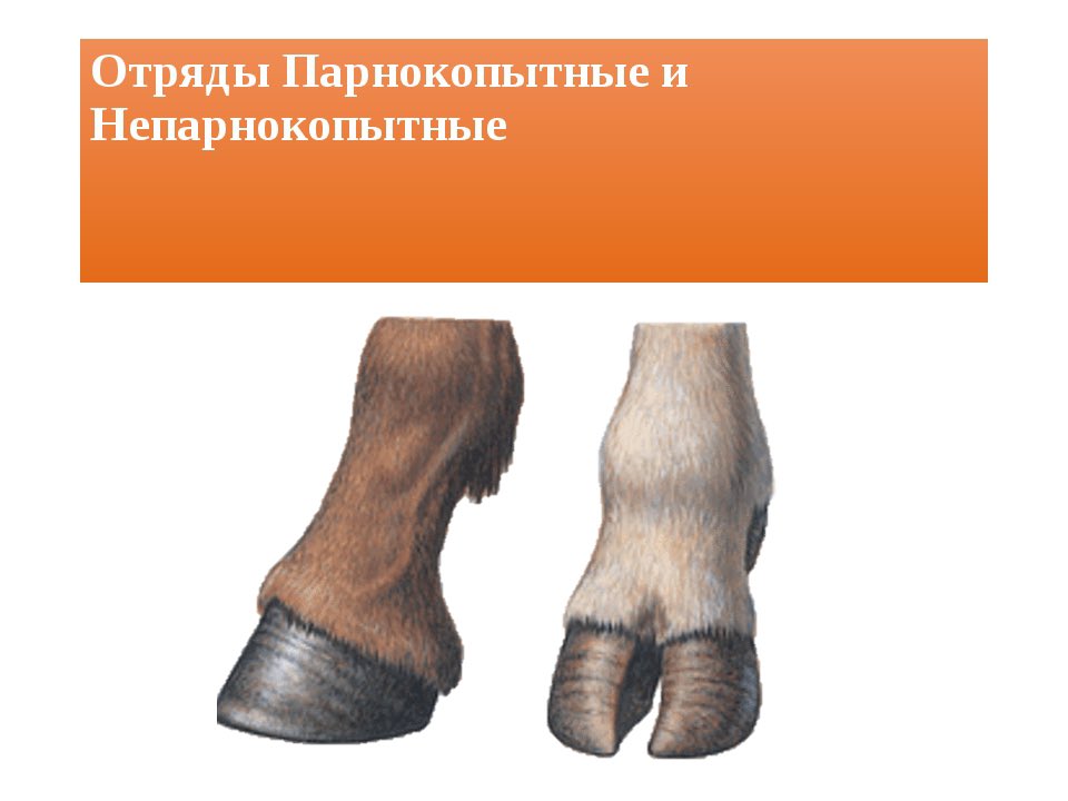 Копыта парнокопытных. Непарнокопытные строение копыта. Копыта парнокопытных. Непарнокопытные строение копыта. Строение конечностей копытных.