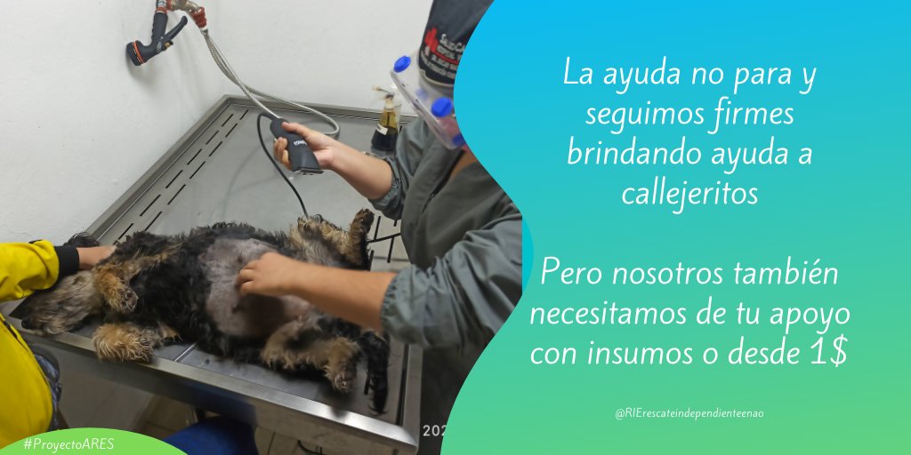 RIErescateindep's tweet photo. Te invitamos que conozca más del #PROYECTO_ARES
Es un procedimiento seguro e higiénico, el callejerito será sedado y sometido a la cirugía si sentir ningún dolor.😷
Únete con insumos médicos o desde 1$
Entérate Aquí: https://t.co/4yd73qCdpp
#Proyecto_ARES #ayudaamimal #quito https://t.co/FI3VpAFxDA