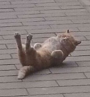 🐱‼️ #연준 #YEONJUN <a href="/TXT_members/">TOMORROW X TOGETHER</a>