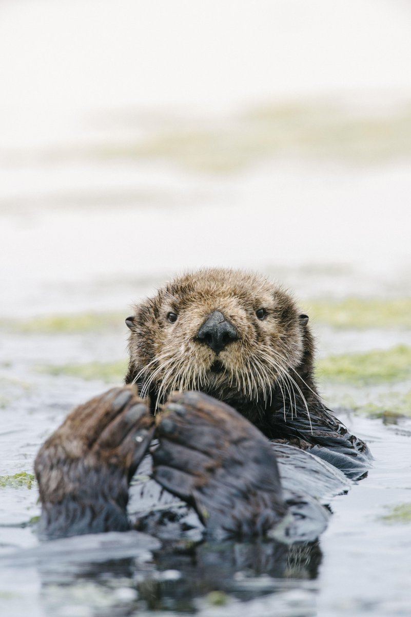 Pls gather 'round to learn something extraordinary about how recovering sea otters can build resilience in ecological communities 

It’s an eco-evo kind of story

Not about kelp and urchins! Eelgrass is the star

Out today in @ScienceMagazine

Pic: Kiliii Yuyan 1/n thread