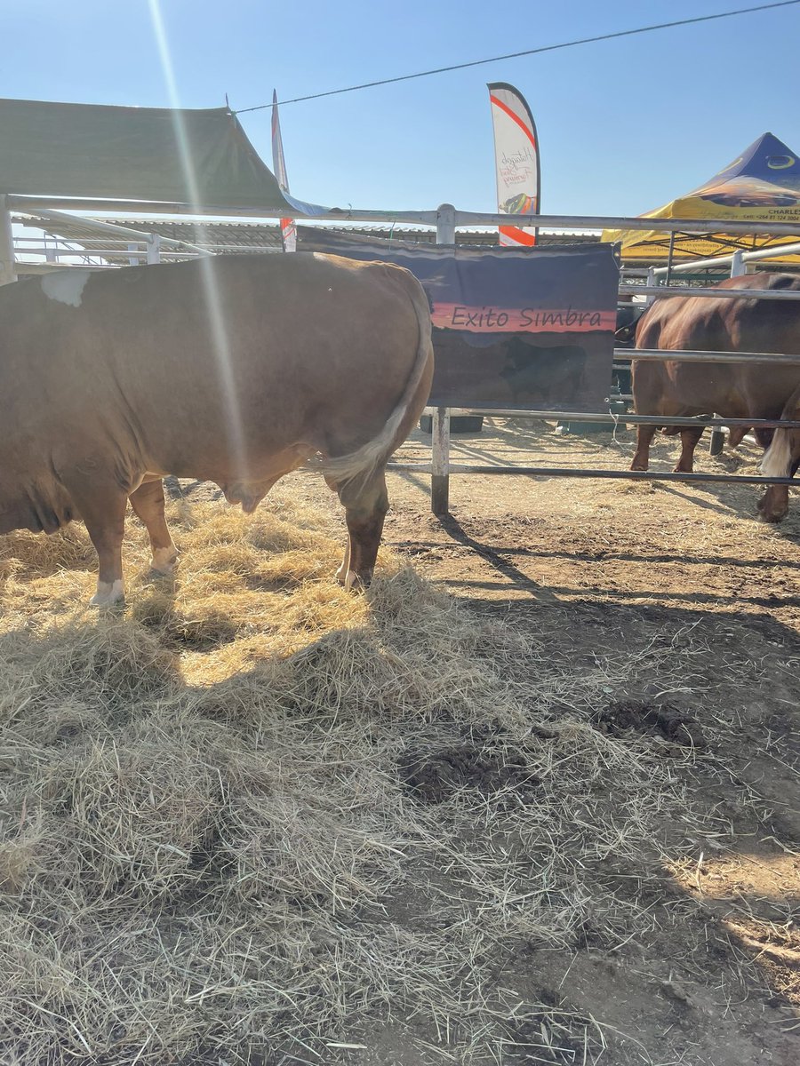 sweetveld's tweet photo. Simbra bulls where tops… #simbra #namibianfarmers #sweetveld https://t.co/eV9vuQVivR