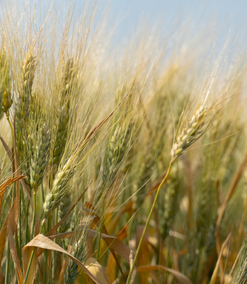 SKTradeInvest's tweet photo. Vietnam is a growth market for #SaskAg. In 2020, the total agri-food exports from Saskatchewan to Vietnam was $49 million. Top agri-food exports included non-durum wheat and live swine. https://t.co/xKr9WTMVmr