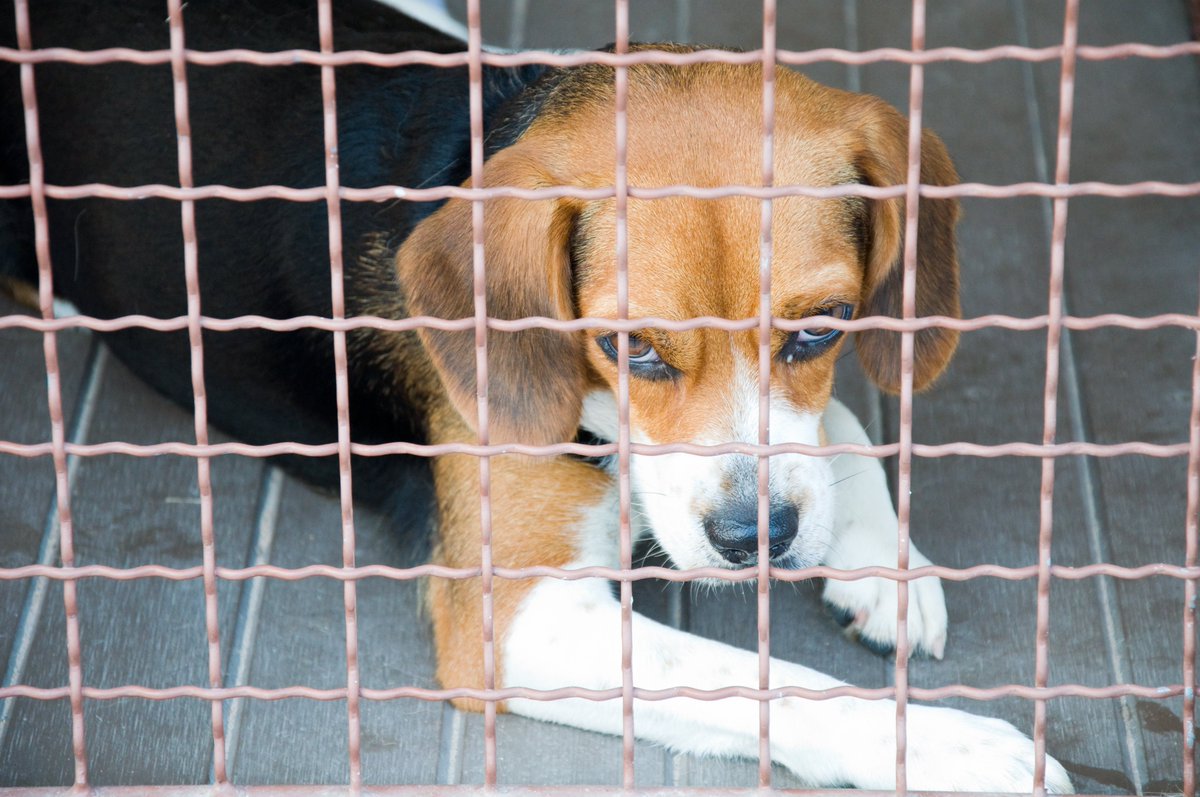 CAAREUSA's tweet photo. TAKE ACTION! Urge your Senators to support the FDA Modernization Act, which will eliminate the FDA's outdated requirement for animal testing in drug research. https://t.co/aTX2Wl7gNr https://t.co/5lpIyOUUJM