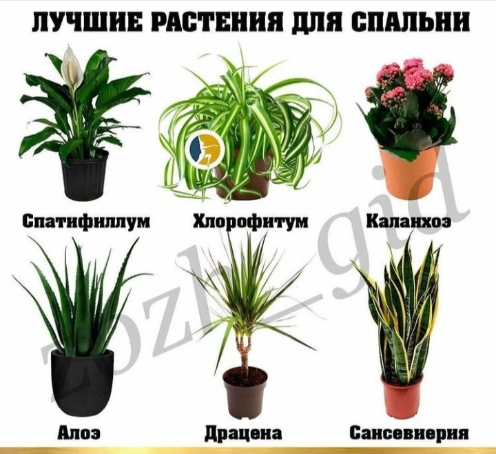 HelenPetrova19's tweet image. Вы любите домашние ЦВЕТЫ?

Я ОЧЕНЬ 🤗 И НЕ ТОЛЬКО ДОМА, Я ВООБЩЕ ЛЮБЛЮ ВСЕ КРАСИВОЕ И ЖИВОЕ

#ЦВЕТЫДОМА #ЦВЕТЫВСАДУ #ФЛОРИСТКАЗАНь