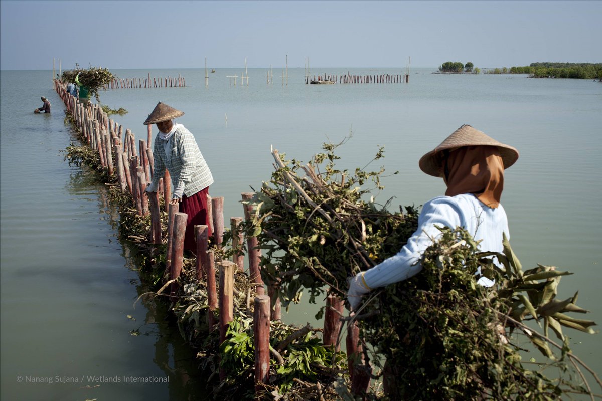 Photo of a body of water separated with a wooden stake fence lined with vegetation. The vegetation is being place along the fence by two people wearing long-sleeved shirts and conical hats.