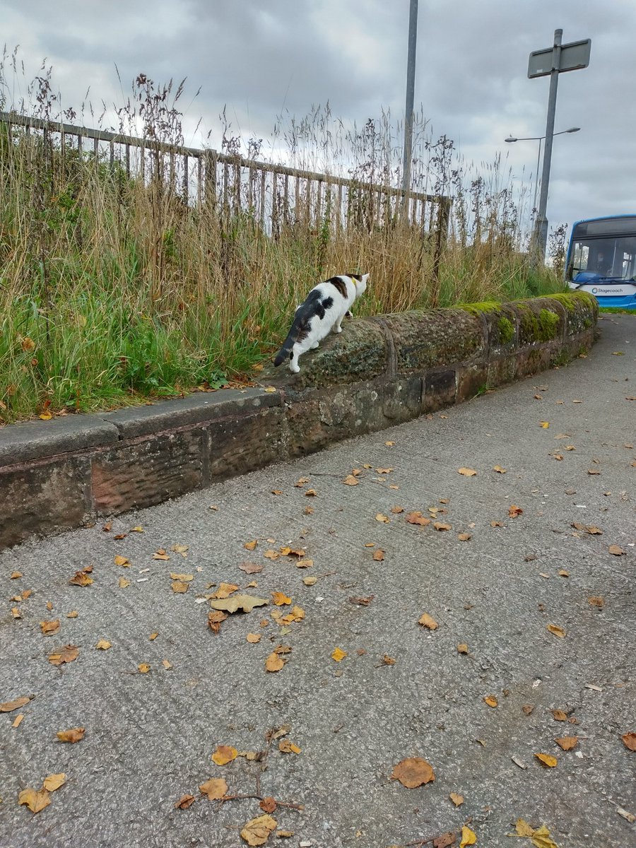 Stroked this lovely cat today just past the @MillAtUpton and got followed under the subway to the #countessofchester .
Is he/she famous? Resident mouser? @CountessPark @ShitChester  🐾