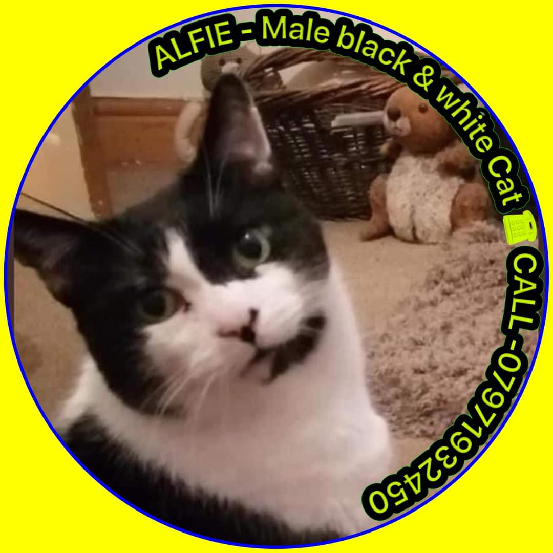 ZuccoIsMissing's tweet photo. #FindAlfie ๐
2 years missing is 2 years too long!
#missing in #CaisterOnSea
#RomanWay area #NR30
Someone must have seen Alfie - @Karen78715869 is constantly looking for him
If you know anything please make contact
โ๏ธ 07971 932 450 https://t.co/UEP8ZLOoK8