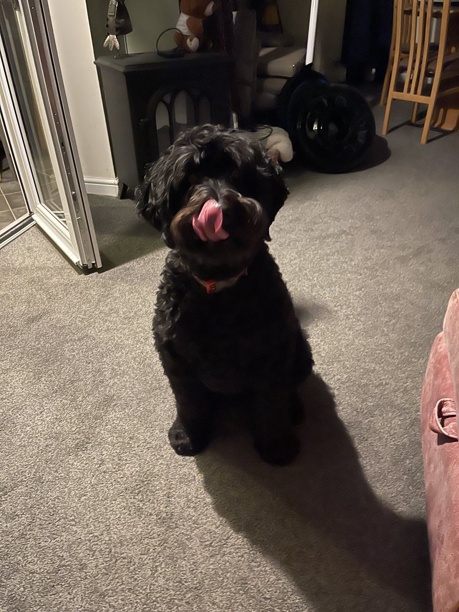 HouseHectorz's tweet photo. Today, I twicked mum into giving me my food when she got in…… little did she know I had already conned dad into giving me my food about half an hour earlier. In other news, deys keep calling me Hector 2 teas Hamilton for some reason.  😄😄😄 https://t.co/qQUB7jiAOG