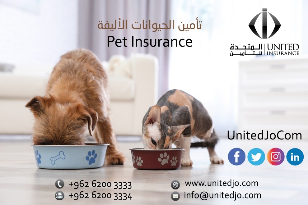 Unitedjocom's tweet photo. للإستفسار عن خدمات شركة #المتحدة_للتأمين وبرامج #تأمين_الحيوانات_الأليفة يرجى الإتصال على :
062003333 / Ext.1233
#Pet #PetInsurance
#Unitedjo #Unitedjocom #UnitedInsurance
#Jordan #Amman #lovejo
#حيوانات_الأليفة #تامين_حيوانات
#المتحدة_للتأمين #المتحدة
#الأردن #عمان #حب_الأردن https://t.co/KuSRo0DVvs