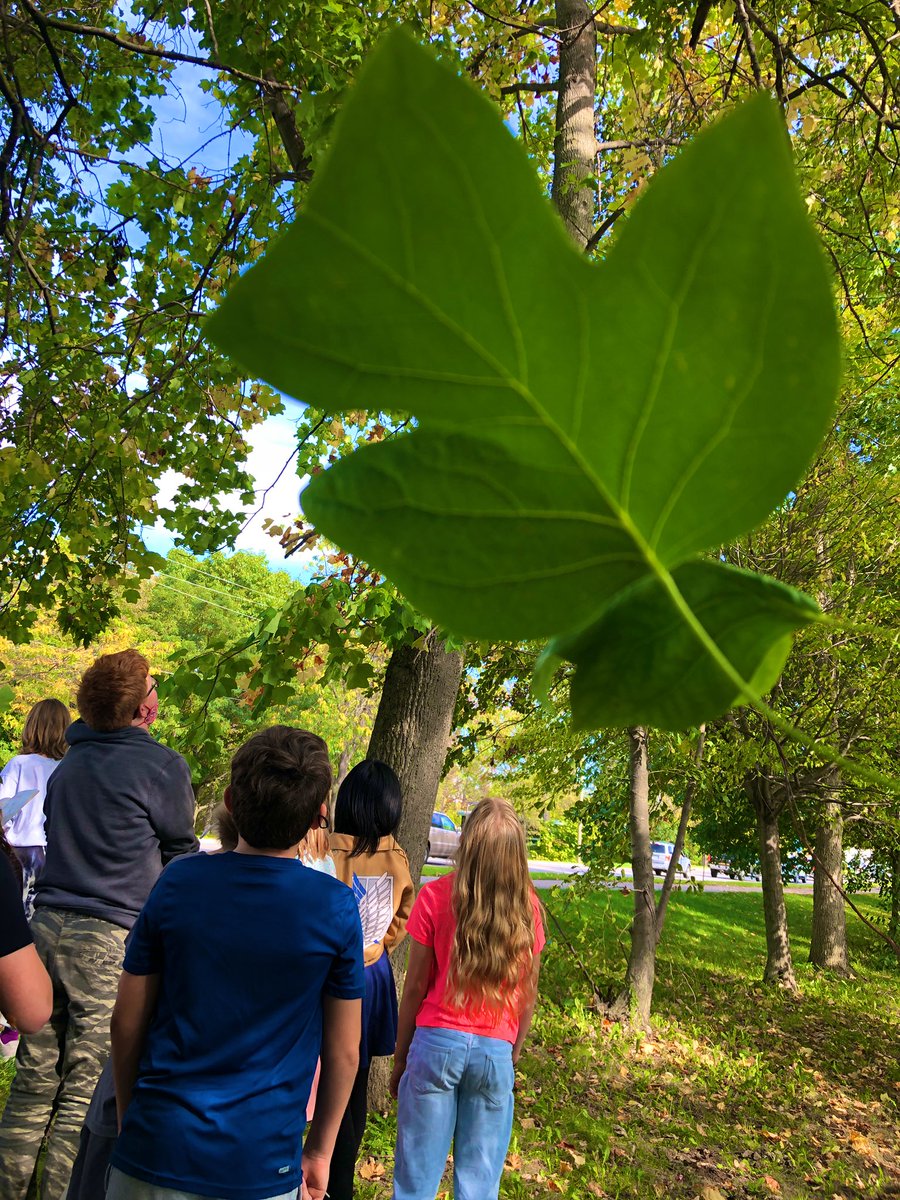 MrKSDyck's tweet photo. Day 2 for Grade 6s @PortWellerPS #Classifying #Trees using a #TreeDiagram. #Science #Outside #Biology #Classification #WhitePine #Spruce #Maple #Ash #Poplar #Locust #Tulip https://t.co/1hxnqjfSUT
