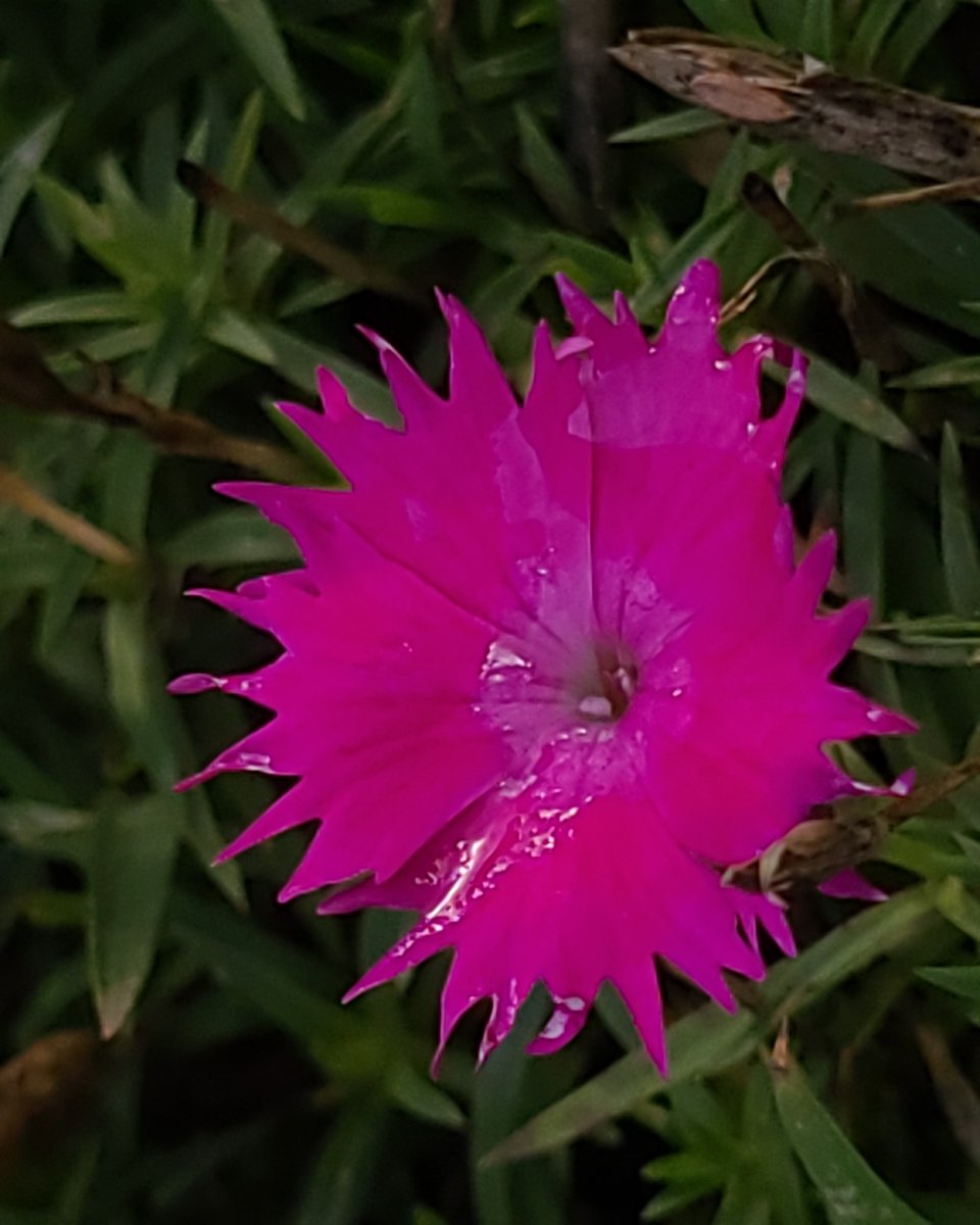 LovelyEarthS's tweet photo. There are a few dianthus flowers hanging around and adding some bright cheer to the shorter days. It's one of my favorite flowering evergreen plants. The hummingbirds appreciate the flavorful snack it offers, too.
#Dianthus #OctoberFlowers #HummingbirdFlowers #LovelyEarthSociety https://t.co/jDVuUF7WGa