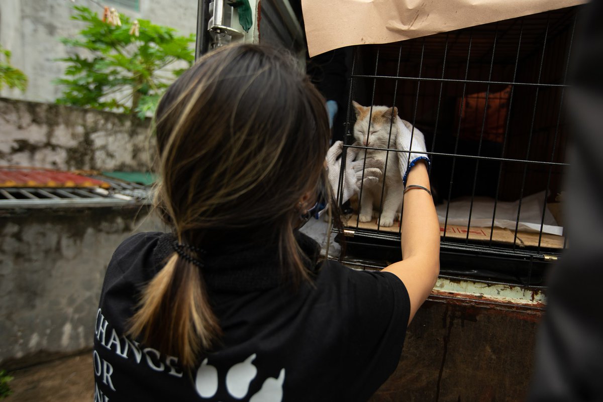 fourpawsAU's tweet photo. #FightForCatsFriday: Cody, a lucky #CatMeatTradeSurvivor finds a new foster home! 🐈🌈
Cody was rescued from a #catmeattrade slaughterhouse in Vietnam. Now, he loves hanging out with his people all day. We wish him all the best in his new home in the USA!
#ProtectMillions https://t.co/W78wFC89kt