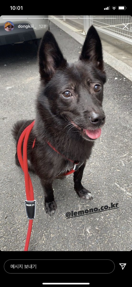 주인닮은강아지1등드림니다
