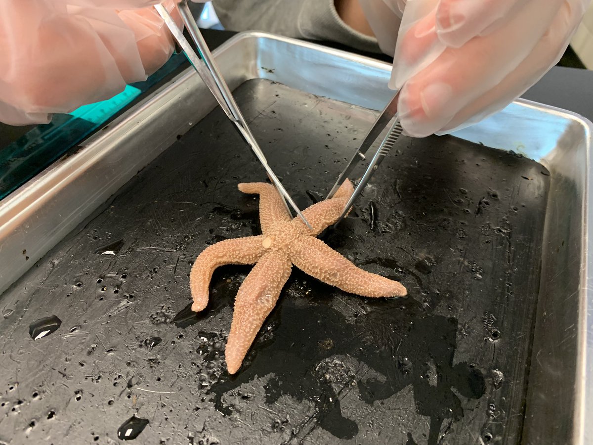 Sea star dissection today in Zoology! 🌟Check out the photo of my students posing the 🌟 , adding 🕶, and making me 😂🤣. #zoology #handson #sciencelabs #classroomfun