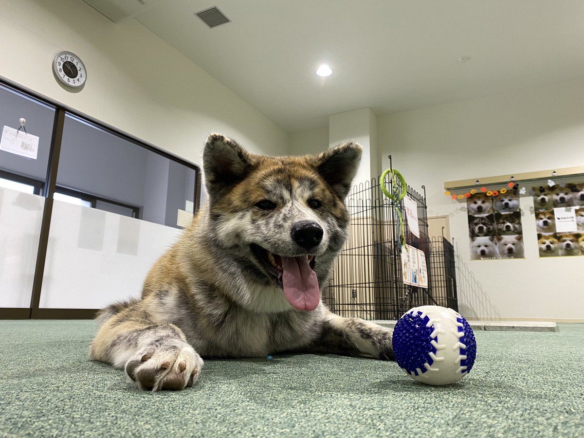 Top Tweets For きょうの秋田犬 Twstalker Top Tweets For きょうの秋田犬 Twstalker