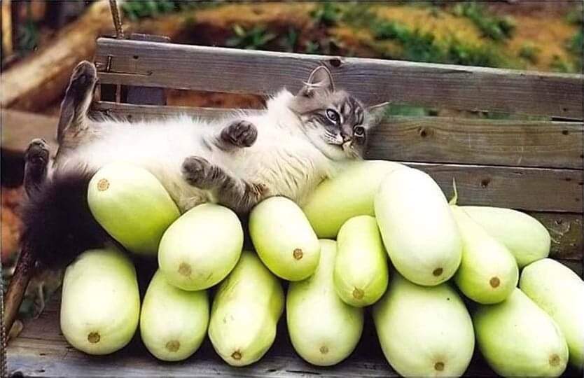 Кошечки собачки урожай. Кошка и овощи. Кот кабачок. Кот ест овощи. Кошка с фруктами.