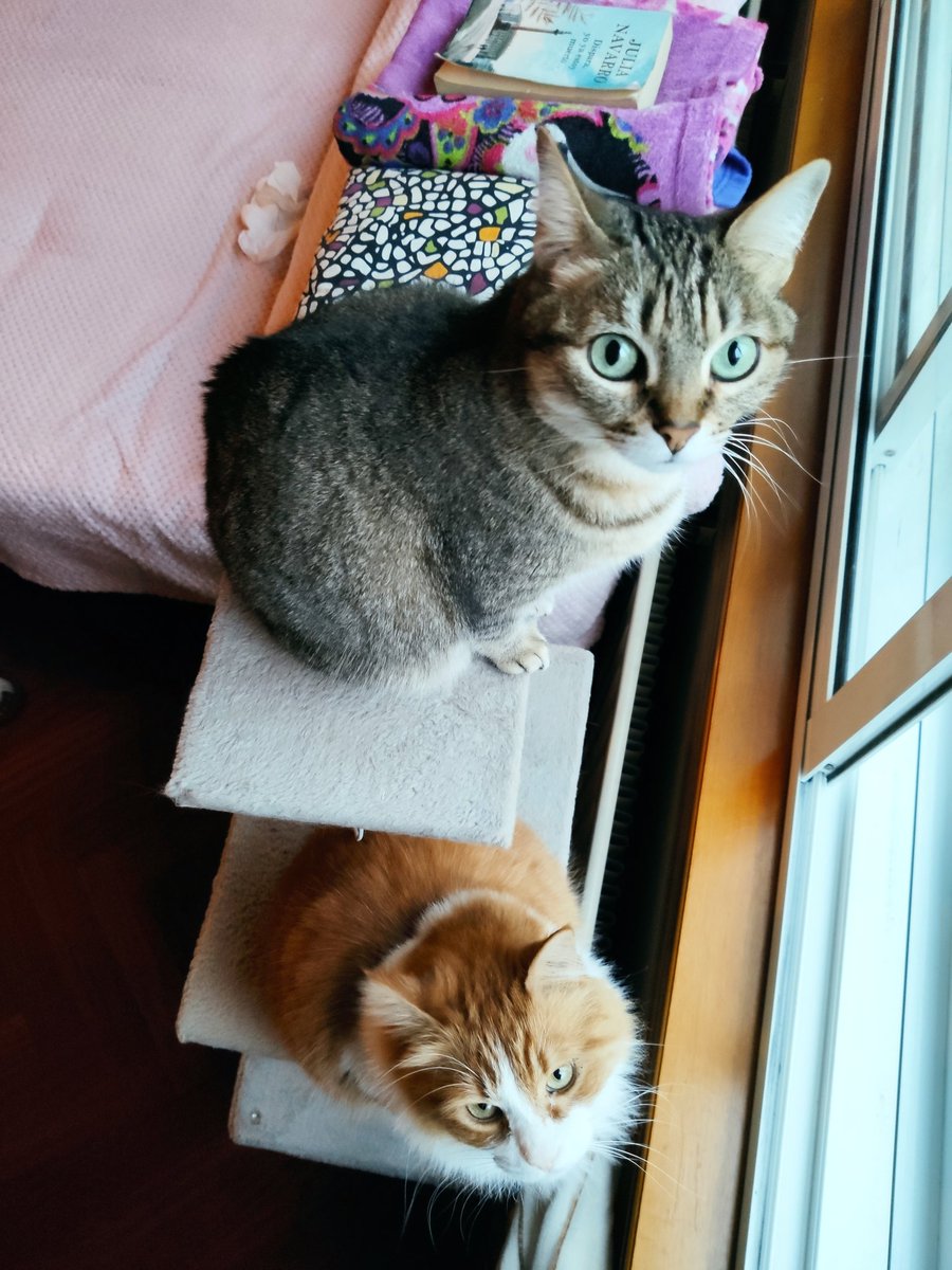 NesFunK's tweet photo. @LandRoberTVG outro amigo máis para Pande e Otto 😉
#oso #gatos #felinos #peluche #LREscuderoGarrido https://t.co/4yTMUjb38L
