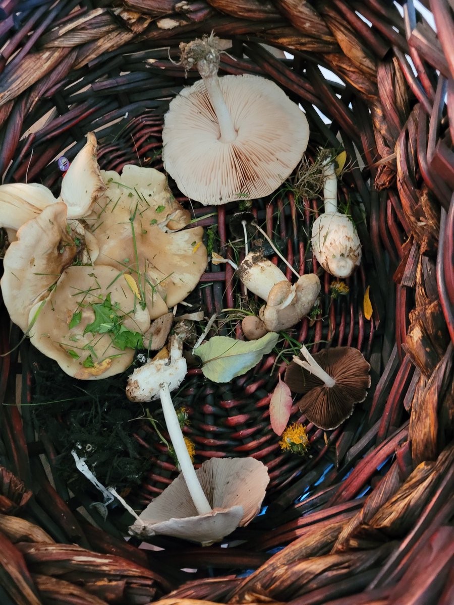 Grade 1/2 Explorers tweet media