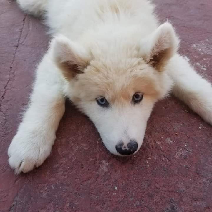 Amigos de verdad ya no podemos, pero NO podemos permitir ésto...lo quieren dormir😔 y no, no lo vamos a permitir...ya está en un hogar temporal, necesitamos casi 5000 pesos para poder internarlo por la deuda que tenemos 😑💔