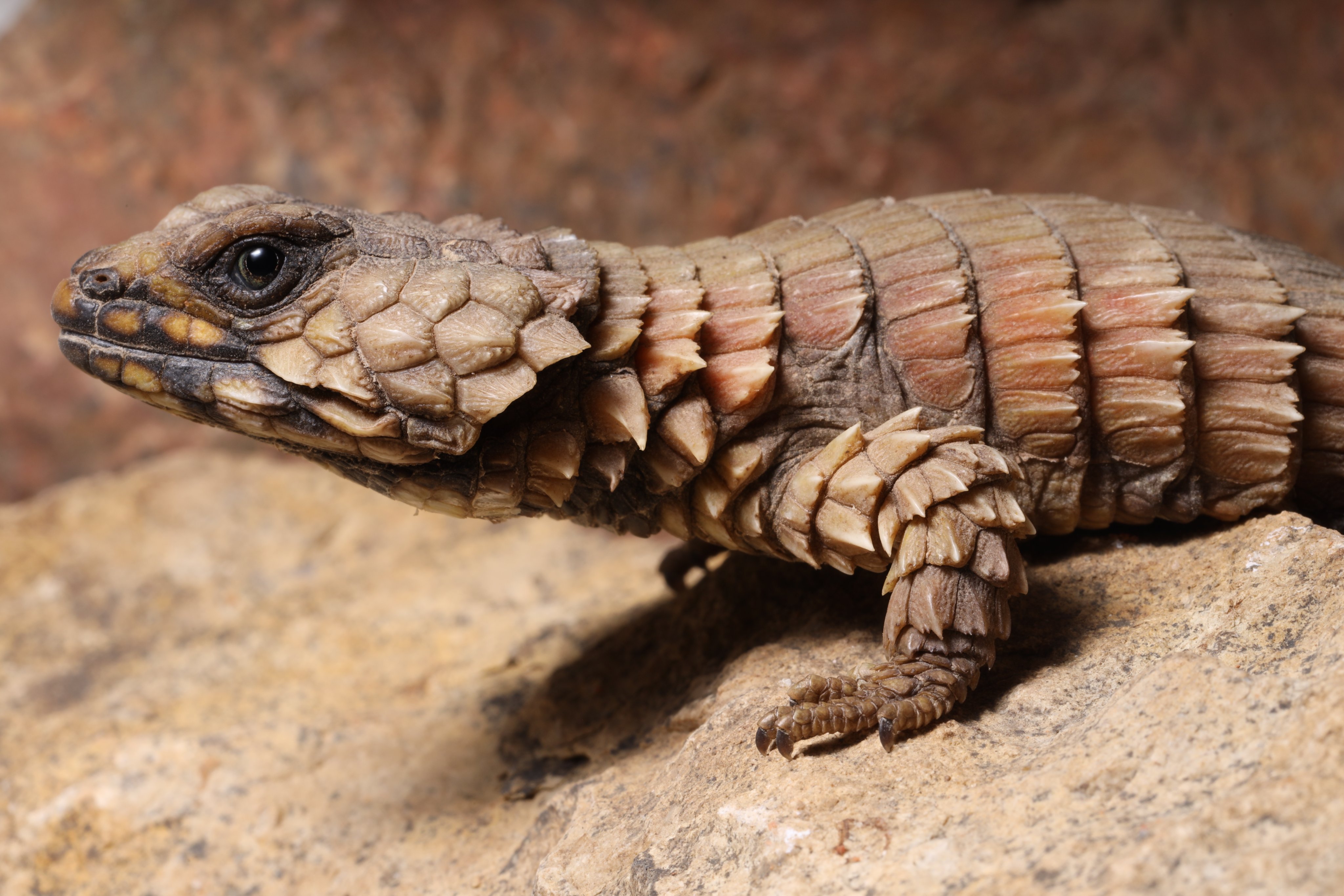 Omaha S Zoo Just As You Enter The First Reptile Cave In The Desert Dome Take A Good Look To Your Right In The Former Red Billed Hornbill Display Check Out The