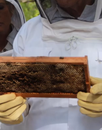 sashawrites's tweet photo. Gonna go hang out with some honey bees this weekend. I can't wait! #beekeeperintraining #beekeeping #honeybees #writerslife #research #savethebees #amwriting #writingromance #honeybee https://t.co/Wk1ooexw5V