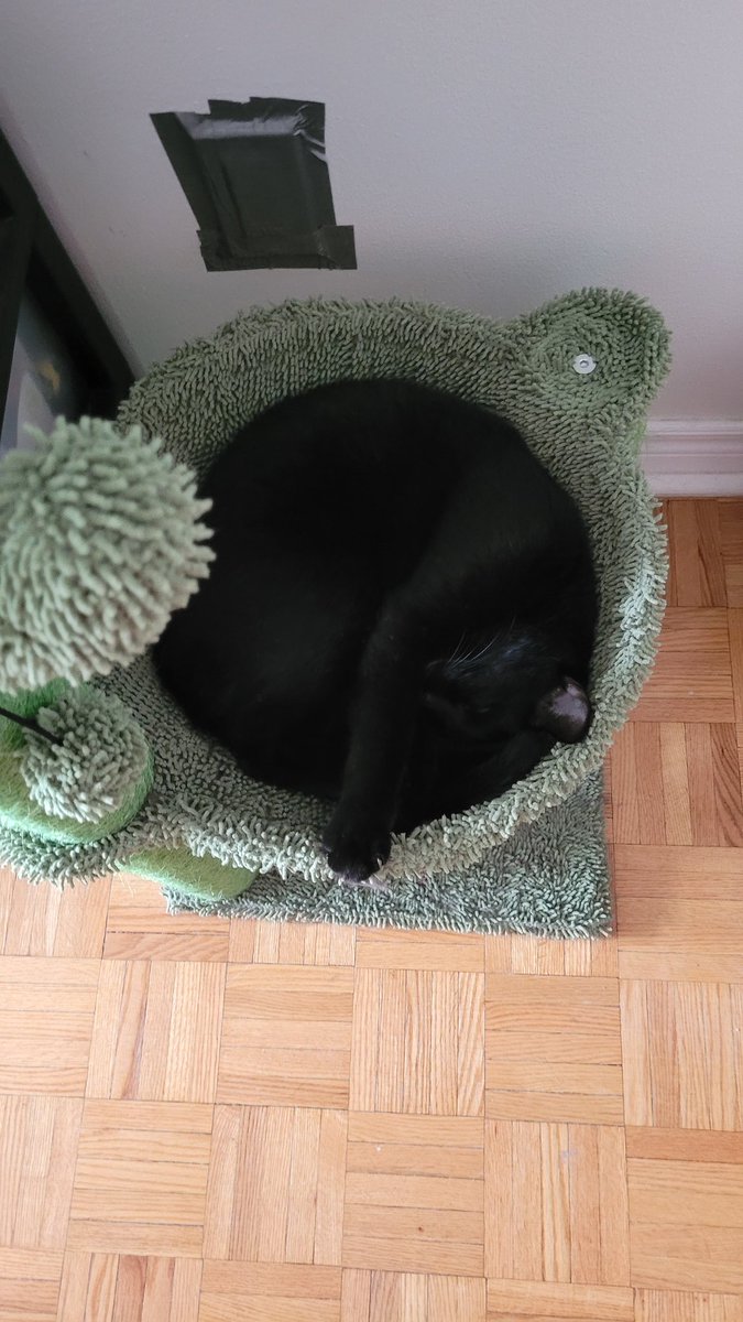 mintycel's tweet photo. Hell yeah

#CatsForBTS https://t.co/o1sc0xk0Bm
