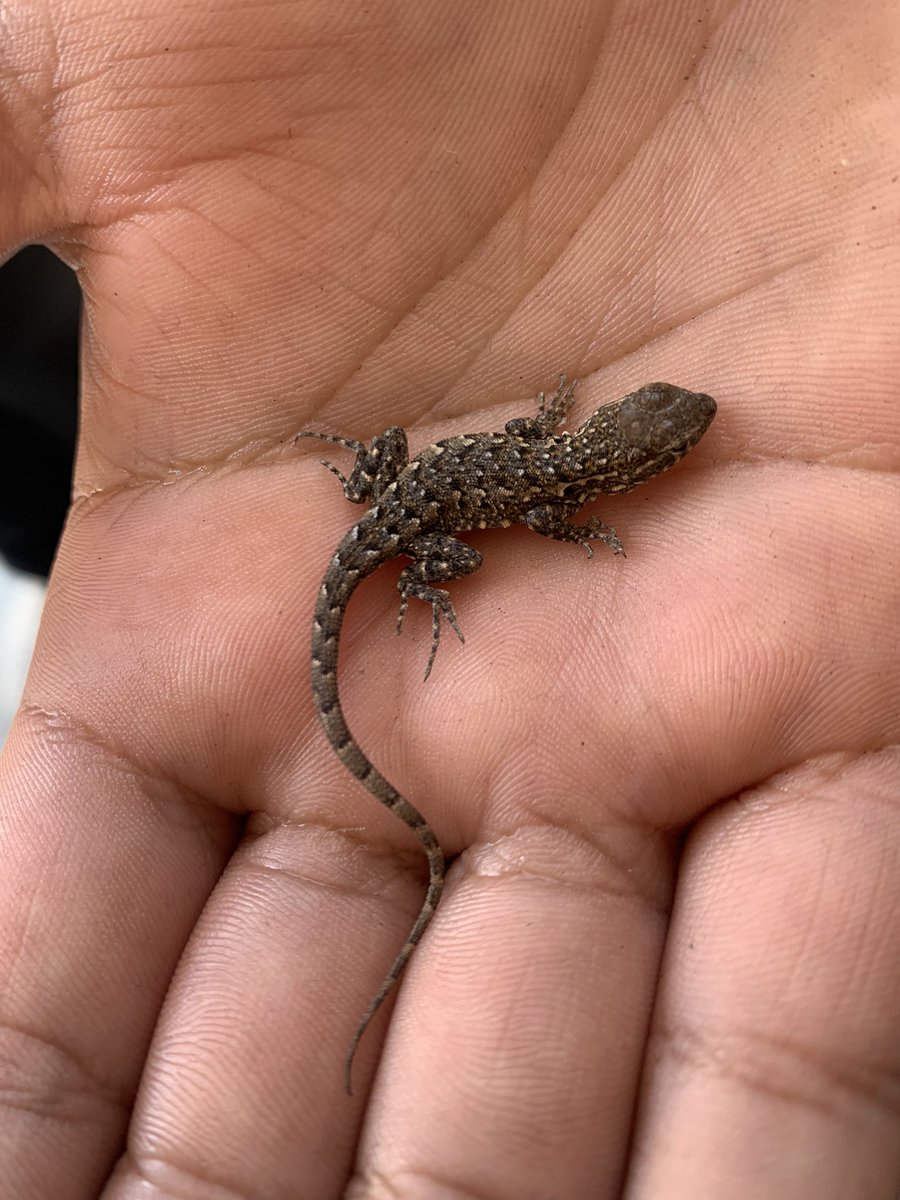 3 of our awesome 8th grade boys saved this little lizard today and took it up to our #Earthlab <a href="/GroundworkSD/">Groundwork San Diego</a> so it wouldn’t get stepped on! #KindnessMatters #bekindalways