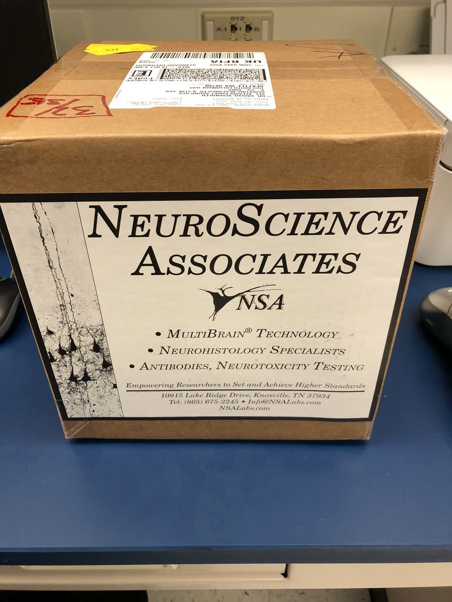 igelkase's tweet photo. How does mild #TBI in early adulthood affect the brain as we age? Starting with Iba1 (microglia) and GFAP (astrocyte) staining across the entire brain of mice 20+ months post injury exposure.  Now time for some serious @Visiopharm work! #SITlab #LabPicOfTheDay #newPI https://t.co/RVMumM2TeV
