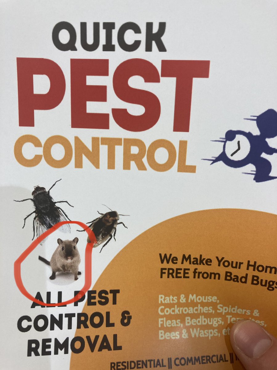 NickSakich's tweet photo. Don’t you just hate it when your house gets infested by domesticated gerbils?

#gerbil #gerbils #pet #pets #pestcontrol #fail https://t.co/yr2Z8rxH60