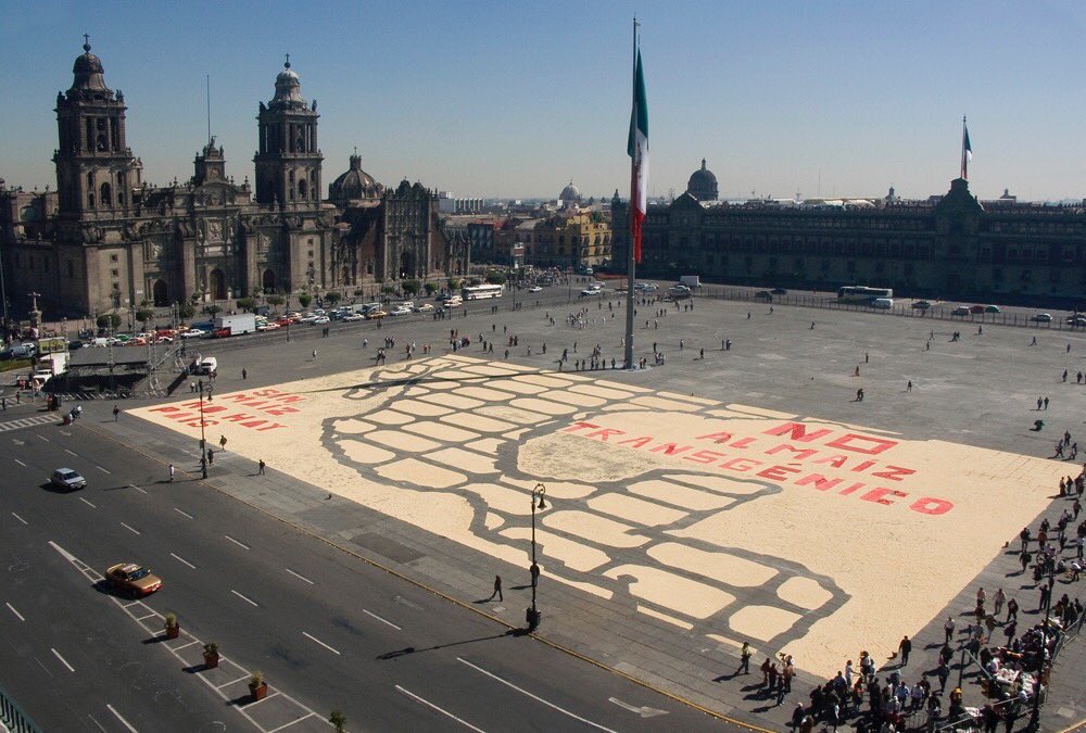 _SemillasdeVida's tweet photo. En una decisión histórica a favor de la preservación de los maíces nativos, la milpa y el ejercicio de los derechos colectivos; el día de ayer la @SCJN negó todas las impugnaciones presentadas por la agroindustria y así se impidió la siembre de maíces transgénicos.💪🏾🌽🇲🇽 https://t.co/Ka8D4yhFgv