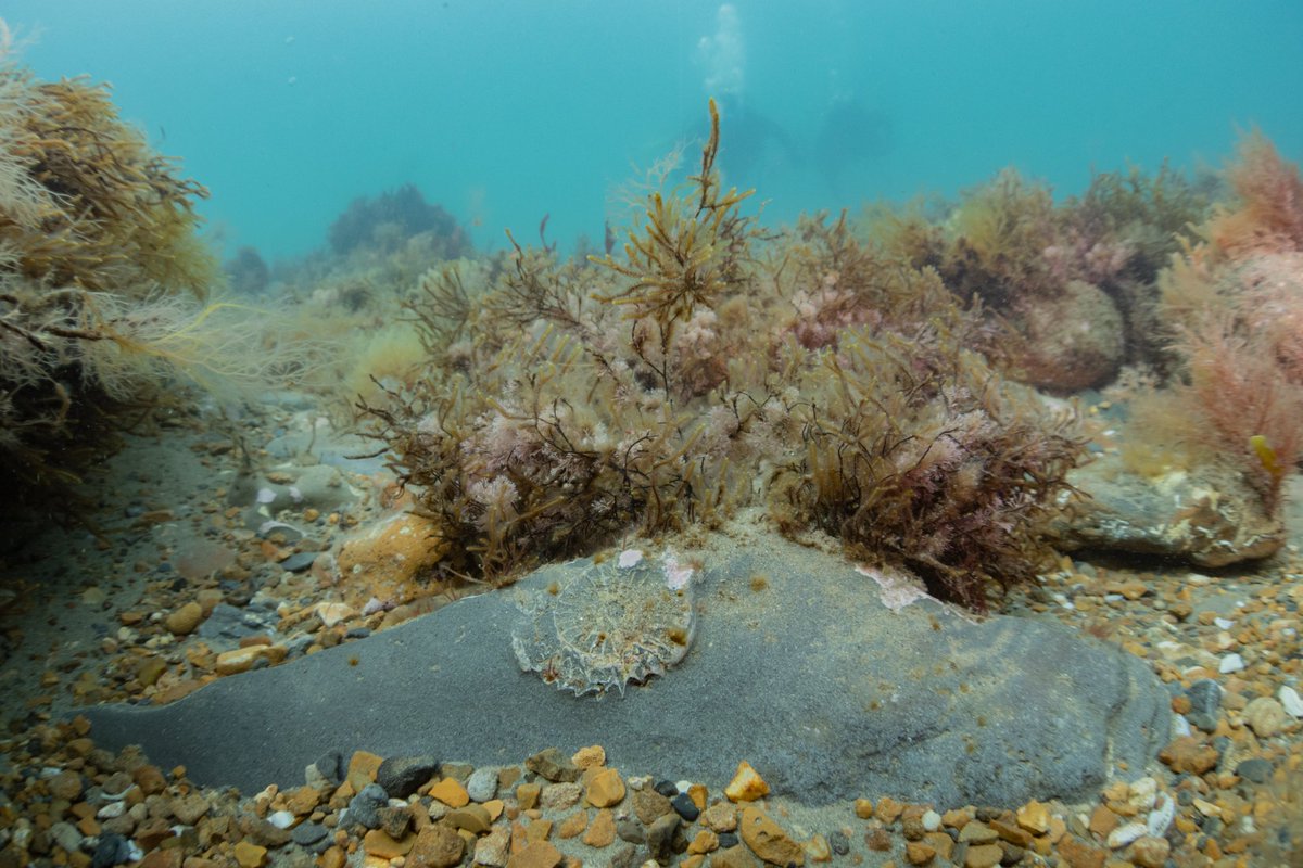 georgie_bull_'s tweet image. I&apos;m delighted to introduce my upcoming shortfilm to you all... 🎥👀 I couldn&apos;t post the video to Twitter, so you&apos;ll have to head over to my Instagram if you&apos;d like to found out more!

P.S. I hope you like fossils 😁

instagram.com/tv/CU5piv4gh60…